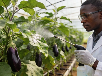 Sunflower leaf nanoparticles boost eggplant growth and nutrition in Lagos study Shake Nutrition